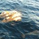 3- Dauphins au reflets dores 